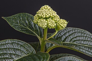 Close-Up of an Emerging Hydrangea Bud with Delicate Petals Against a Dark Background