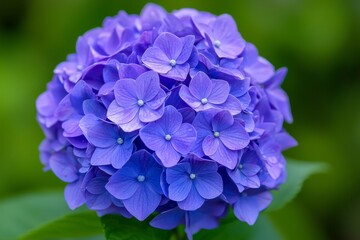 Close-Up of Emerging Hydrangea Bud with Vibrant Purple Petals