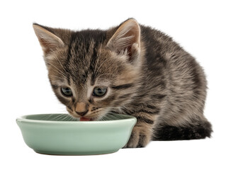 Little cat isolated, young kitten eating cat food from a food bowl, adorable kitten close-up portrait, isolated on a transparent background, professional pet photography, pet food advertising concept