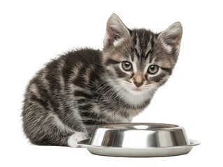 Little cat isolated, young kitten eating cat food from a food bowl, adorable kitten close-up portrait, isolated on a transparent background, professional pet photography, pet food advertising concept