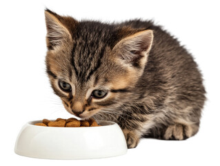 Little cat isolated, young kitten eating cat food from a food bowl, adorable kitten close-up portrait, isolated on a transparent background, professional pet photography, pet food advertising concept