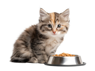Little cat isolated, young kitten eating cat food from a food bowl, adorable kitten close-up portrait, isolated on a transparent background, professional pet photography, pet food advertising concept