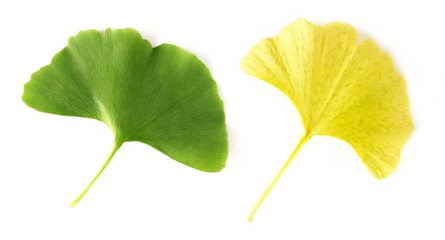 Ginkgo biloba green and yellow leaf isolated on white	
