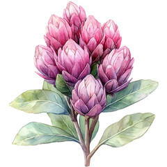 Gomphrena Flower, watercolor drawing vector, isolated on a white background.