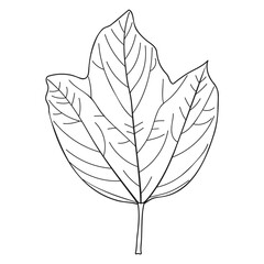 Maple Leaf Viburnum Outline