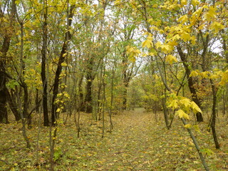 Obraz premium Autumn Forest Landscape