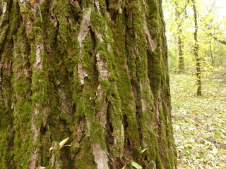 Poplar Tree Bark Close-Up