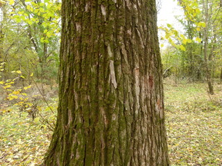 Poplar Tree Bark Close-Up