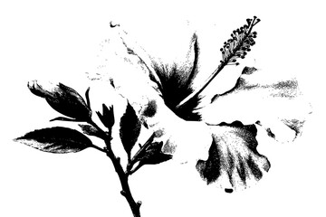 Elegant Hibiscus Flower: Intricate Black White Illustration | Clean, isolated vector art for creative projects.