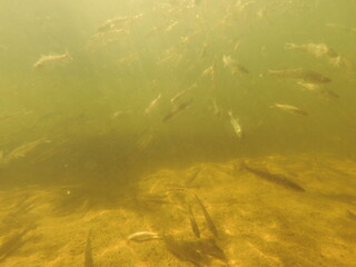 stocking pikeperch (Sander lucioperca) into a freshwater reservoir