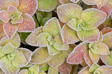 Frosted Hydrangea Petals Showcasing Intricate Beauty in Macro Photography