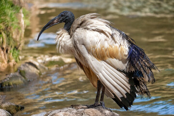 Ibis à cou noir en bordure de torrent