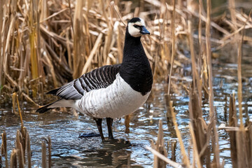 Bernache du Canada, Branta canadensis, dans le marais

