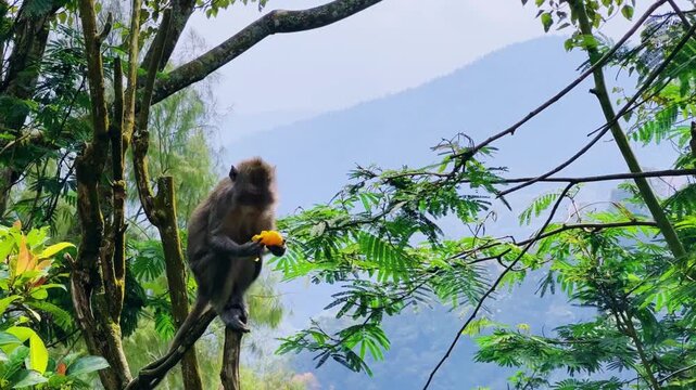 Monkeys sitting on a green tree branch in East Java, Indonesia. Wild monkeys living in the jungle. A family of wild macaques in the mountains near Mount Semeru. Asia. 4К