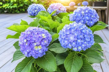 Radiant Hydrangeas Glowing in Sunset Light on Wooden Deck Surrounded by Greenery