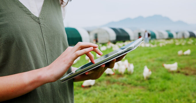 Tablet, chicken and farm with woman, hands and inspection for agriculture and quality control. Feeding schedule, poultry monitoring and technology with farmer on countryside field for egg records - Powered by Adobe