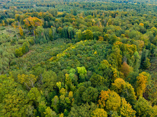 Obraz premium Beautiful autumn landscape showcasing vibrant trees in a forest, reflecting nature's rich colors during a serene afternoon