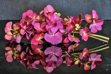 Fototapeta premium Pink Hydrangea Petals Floating on Water Surface in Dark Tone Reflection