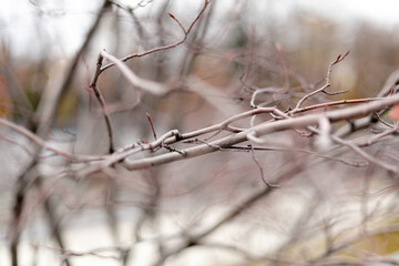 Bare tree branches in late autumn