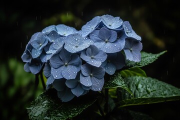 Beautiful Hydrangea Flowers with Water Droplets in a Lush Garden during Rainy Weather
