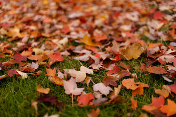 Colorful fallen leaves lying thick on green grass