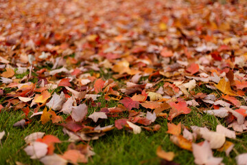 Colorful fallen leaves lying thick on green grass
