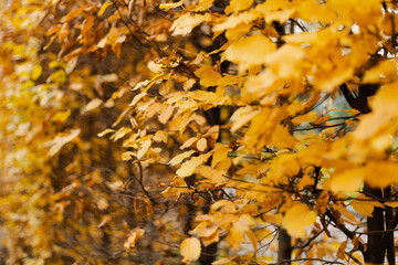 Golden-brown leaves on trees in soft light