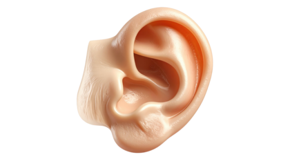 A close-up of a realistic, beige-colored human ear against a black background, showcasing intricate anatomical details
