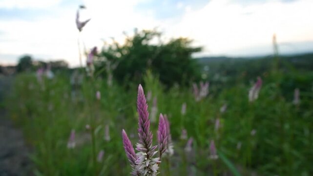 Close-Up of a Dragonfly Landing on a Pink Cockscomb Flower in a Green Field at Sunset, Nature and Wildlife Video Clip
