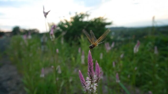 Close-Up of a Dragonfly Landing on a Pink Cockscomb Flower in a Green Field at Sunset, Nature and Wildlife Video Clip