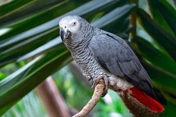 Perroquet jaco ou gris du gabon