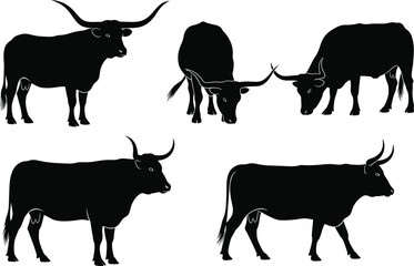 Set of bull and cow silhouettes in different standing and grazing poses, vector illustration for farm, livestock, ranch, and agriculture design