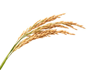 Multiple rice plant stalks bundled together, abundant golden grains drooping, green stems converging at base, isolated on a transparent background