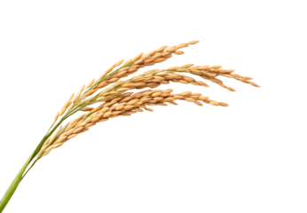 Multiple rice plant stalks bundled together, abundant golden grains drooping, green stems converging at base, isolated on a transparent background