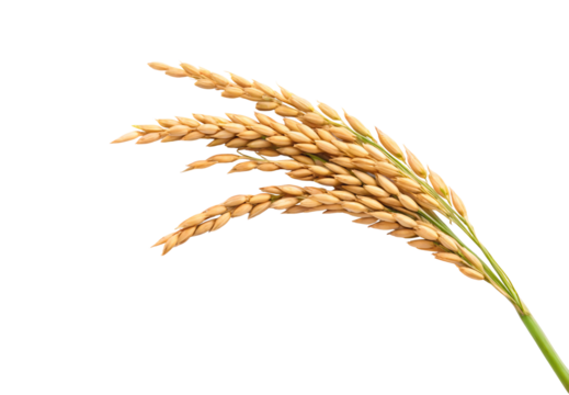 Rice panicle branch heavily laden with mature golden grains, delicate green stem support structure visible, isolated on a transparent background