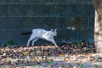 島の守り神の美しい猫たち。 沖縄県島尻郡慶良間諸島座間味島-2025...