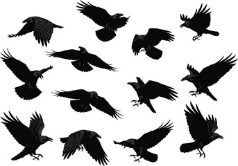 Set of flying crow silhouettes in various flight poses, detailed black bird vector illustration for wildlife, nature, freedom, and artistic design projects