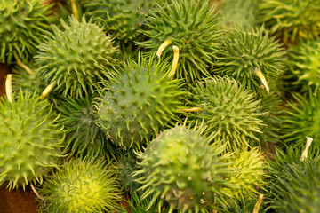 Green spiky cactus fruits close-up background