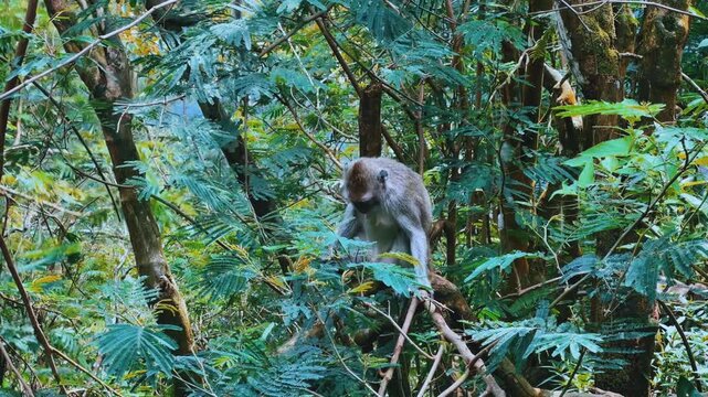 Monkeys sitting on a green tree branch in East Java, Indonesia. Wild monkeys living in the jungle. A family of wild macaques in the mountains near Mount Semeru. Asia. 4К