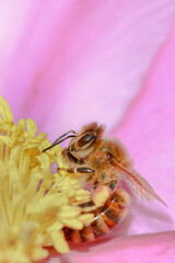 Extreme macro of a honey bee (or similar bee species) collecting pollen from the yellow stamen of a bright pink/magenta flower. Vibrant, high-key image with soft bokeh background.
