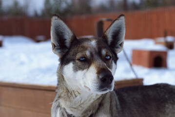 Eager sled dog waiting for a ride on a snowy winter farm. Cute husky with harness looking excited before sledding.
