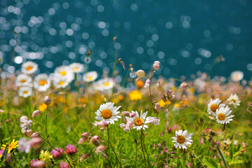 wildflower meadow with marguerites, blurry ocean background with light circles