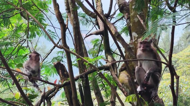 Monkeys sitting on a green tree branch in East Java, Indonesia. Wild monkeys living in the jungle. A family of wild macaques in the mountains near Mount Semeru. Asia. 4К