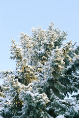 Scenic winter forest with a narrow snowy path leading between spruce trees. Peaceful atmosphere and soft light create a sense of calm and natural beauty.