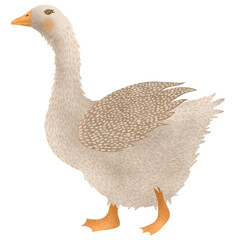 Hand-drawn cute goose on a white background. Bird in cartoon style