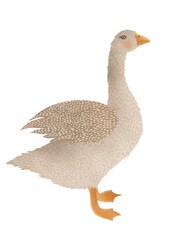 Hand-drawn cute goose on a white background. Bird in cartoon style