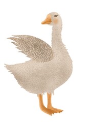 Hand-drawn cute goose on a white background. Bird in cartoon style