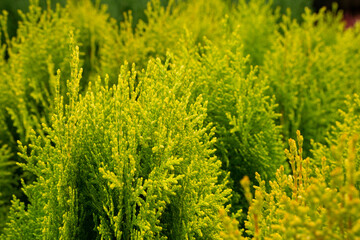 Golden cypress foliage with soft bokeh background