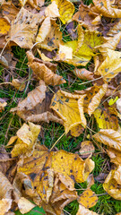 yellow autumn leaves lying on the ground