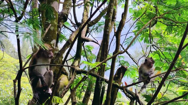 Monkeys sitting on a green tree branch in East Java, Indonesia. Wild monkeys living in the jungle. A family of wild macaques in the mountains near Mount Semeru. Asia. 4К